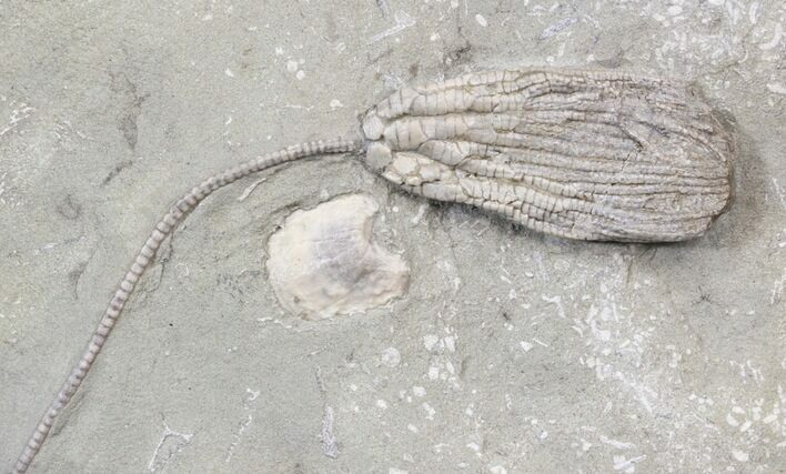 Cydrocrinus Crinoid Fossil - Indiana #42988